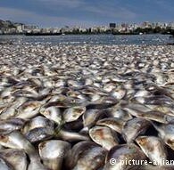 Analista critica adiamentos constantes da despoluição da Baía de Guanabara