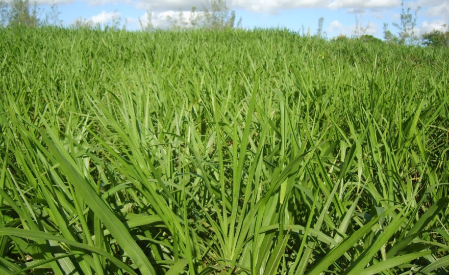 O capim elefante é um dos três tipos de vegetais usados no processo.