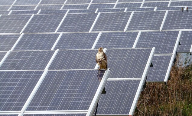 Red-tailed_Hawk_by_the_solar_arrays