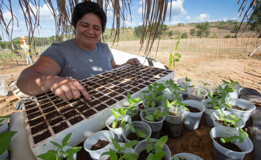 O Sertão Vivo chega em um momento crítico para a segurança alimentar no Brasil (foto: © Manuela Cavadas / FIDA).